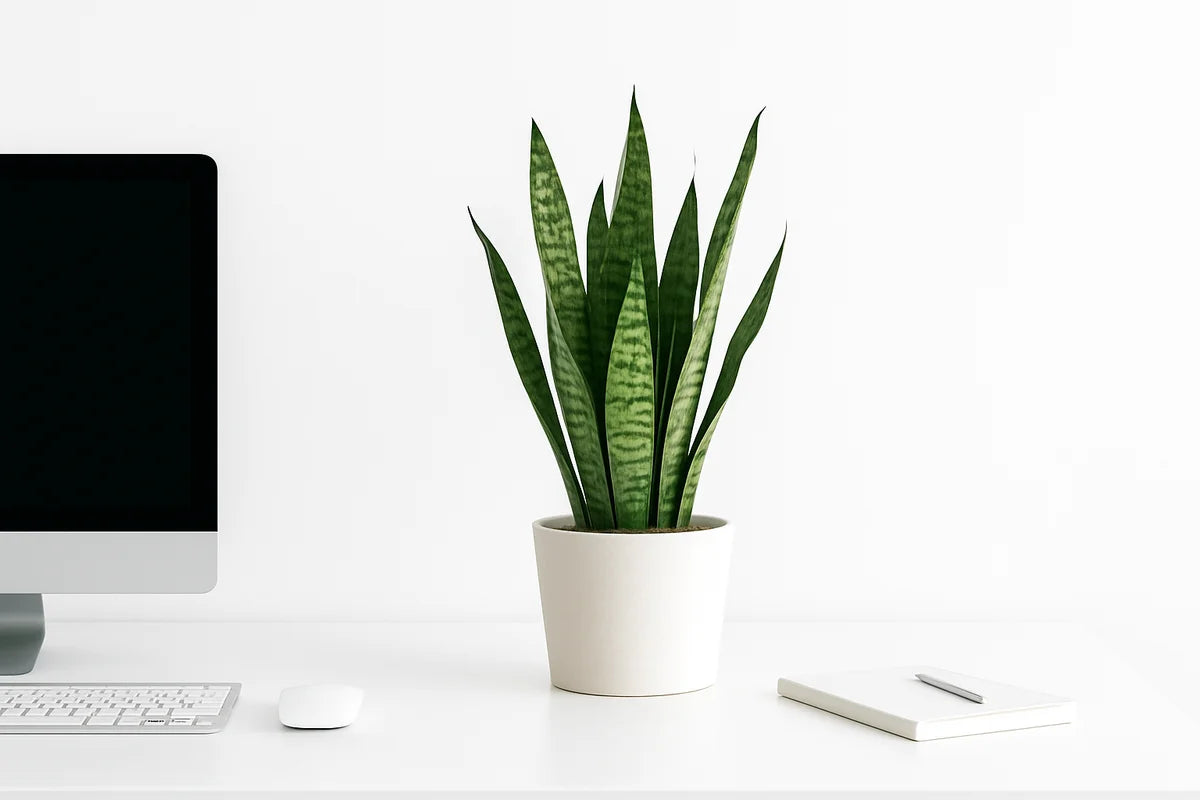 Breathe Better at Your Desk with the Best Natural Air Filters for Home Office - professional photograph