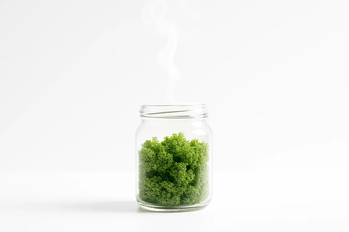 Can Preserved Moss Release Chemicals or VOCs in Your Home? - professional photograph