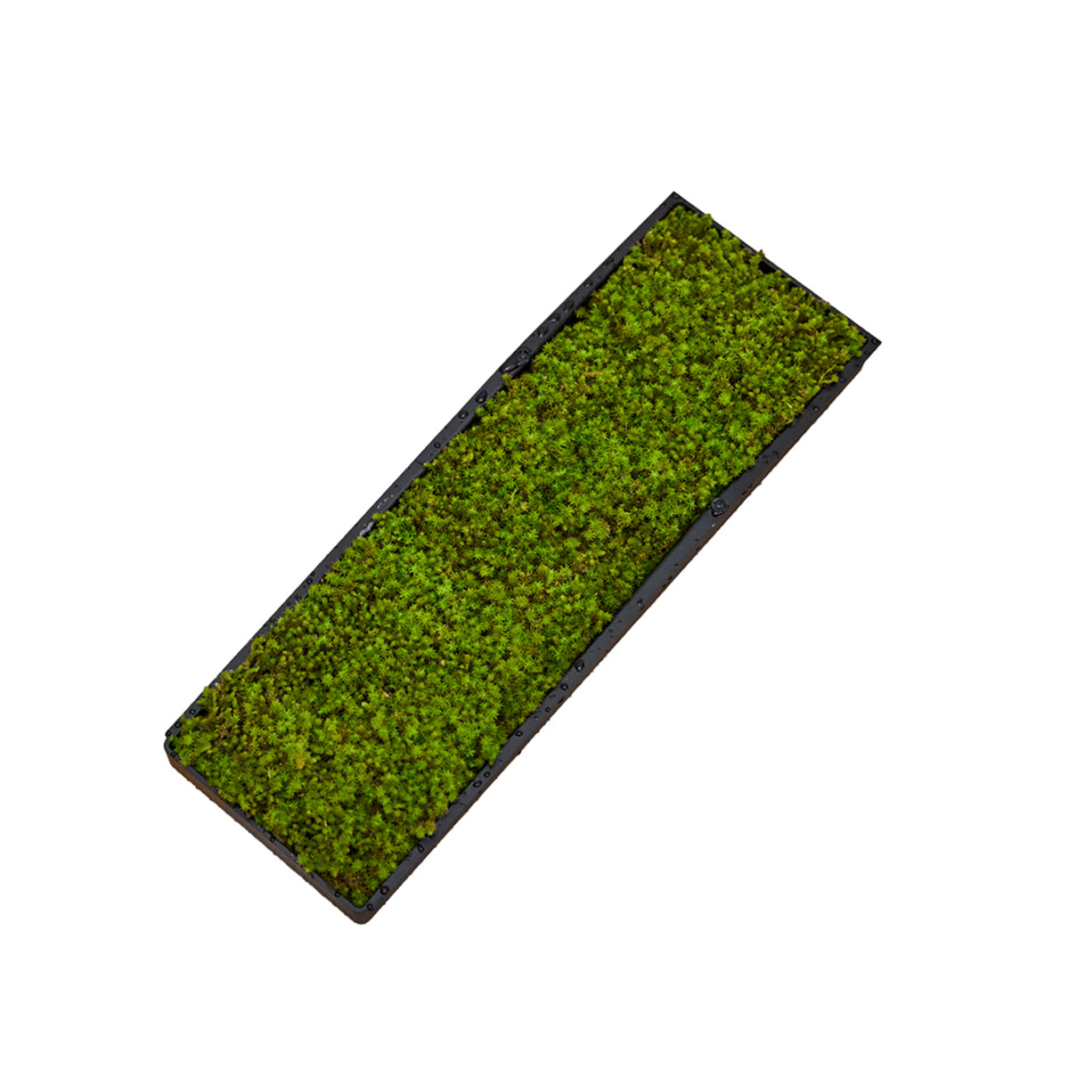 Moss Air - Add Calm with Living Moss