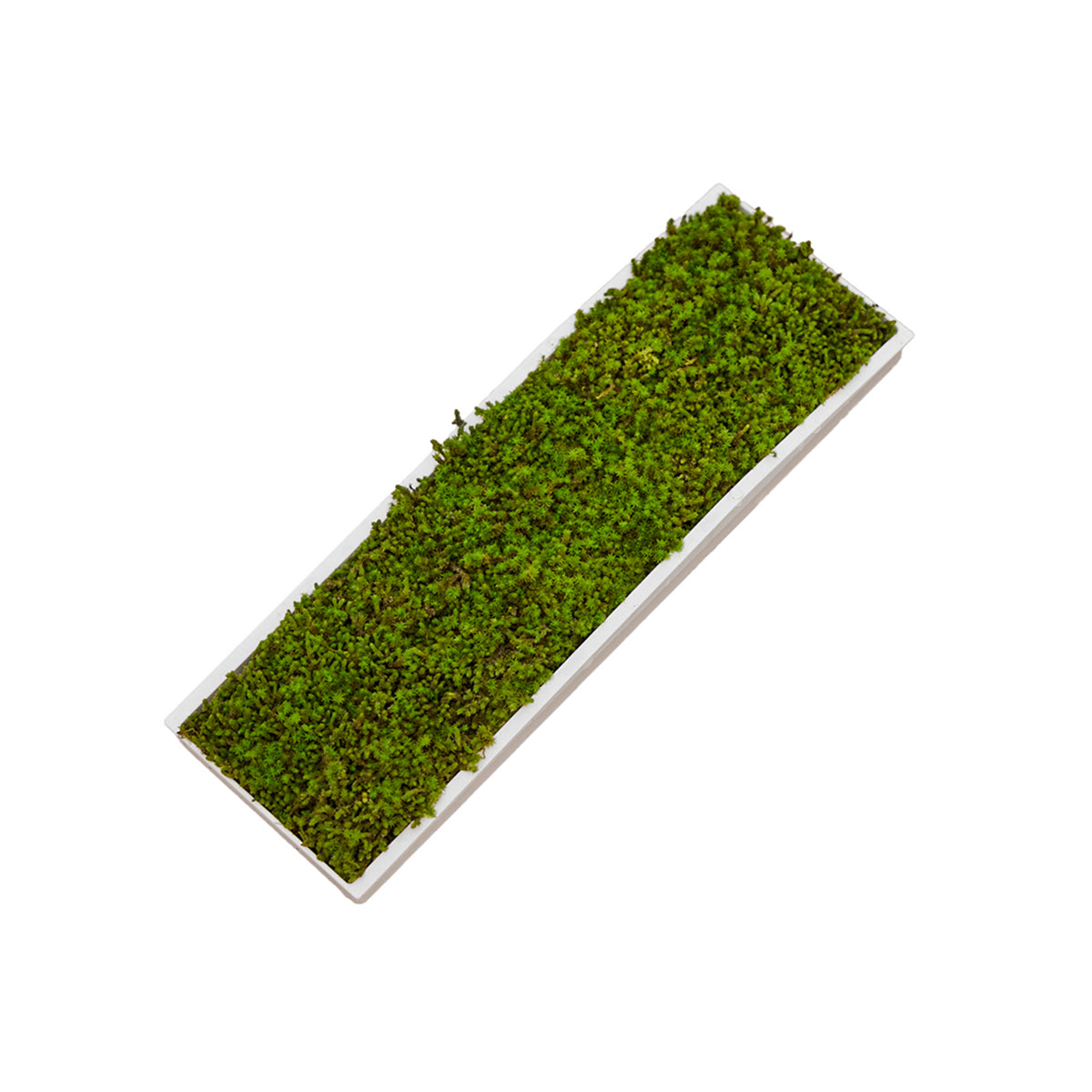 Moss Air - Add Calm with Living Moss