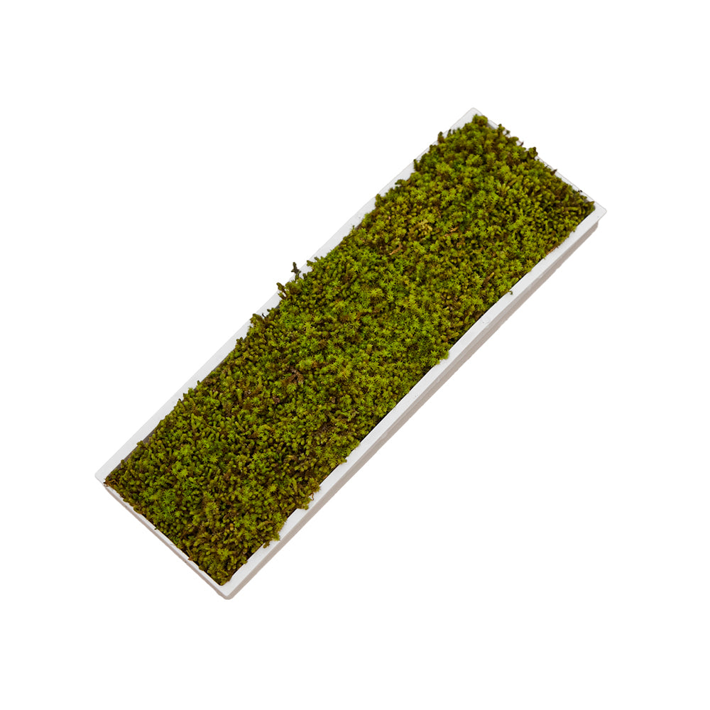 Moss Air Bundle – Includes Moss Filter, Cotton Filter Set, and Magnetic Ball Set (Silver & Gold, 1 Each)