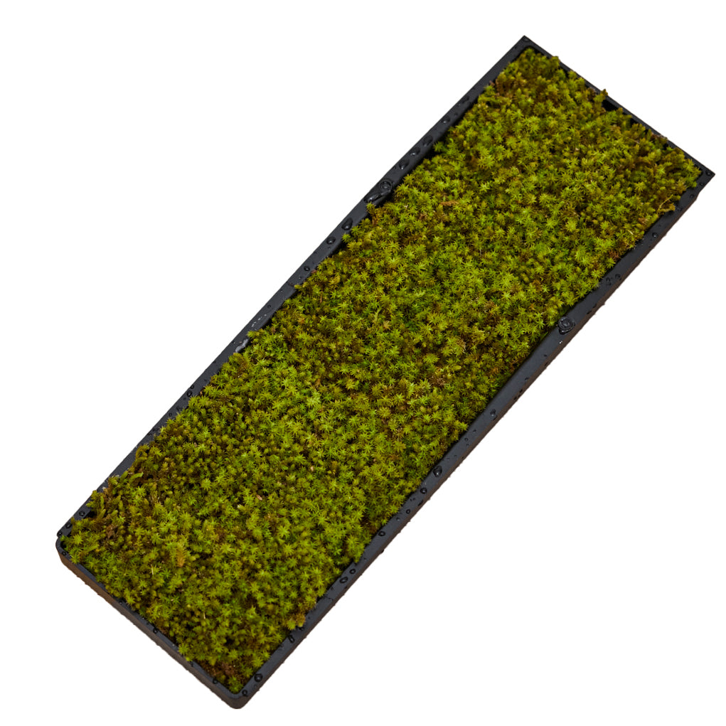 The Mosslab Moss Filter: Breathe Nature's Purity in Your Home