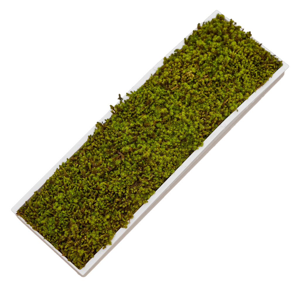 The Mosslab Moss Filter: Breathe Nature's Purity in Your Home