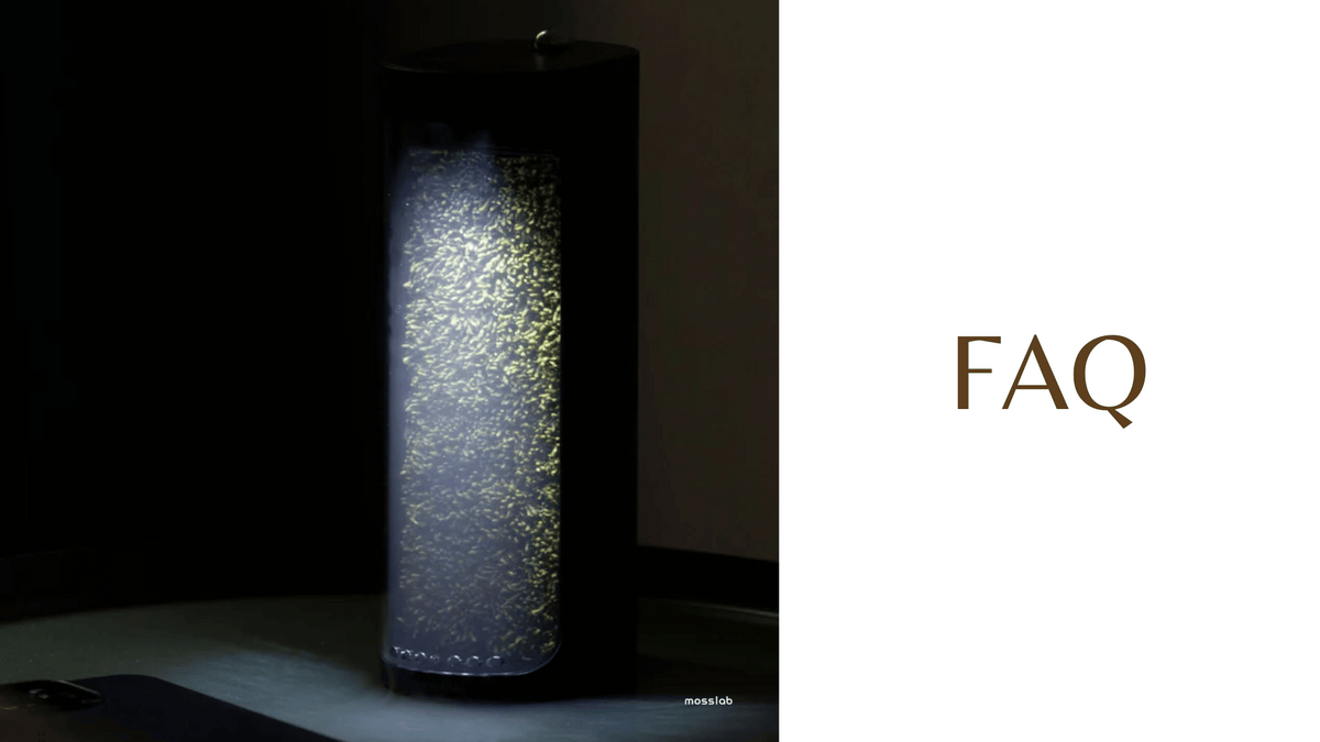 What kind of moss does Moss Air filter use?