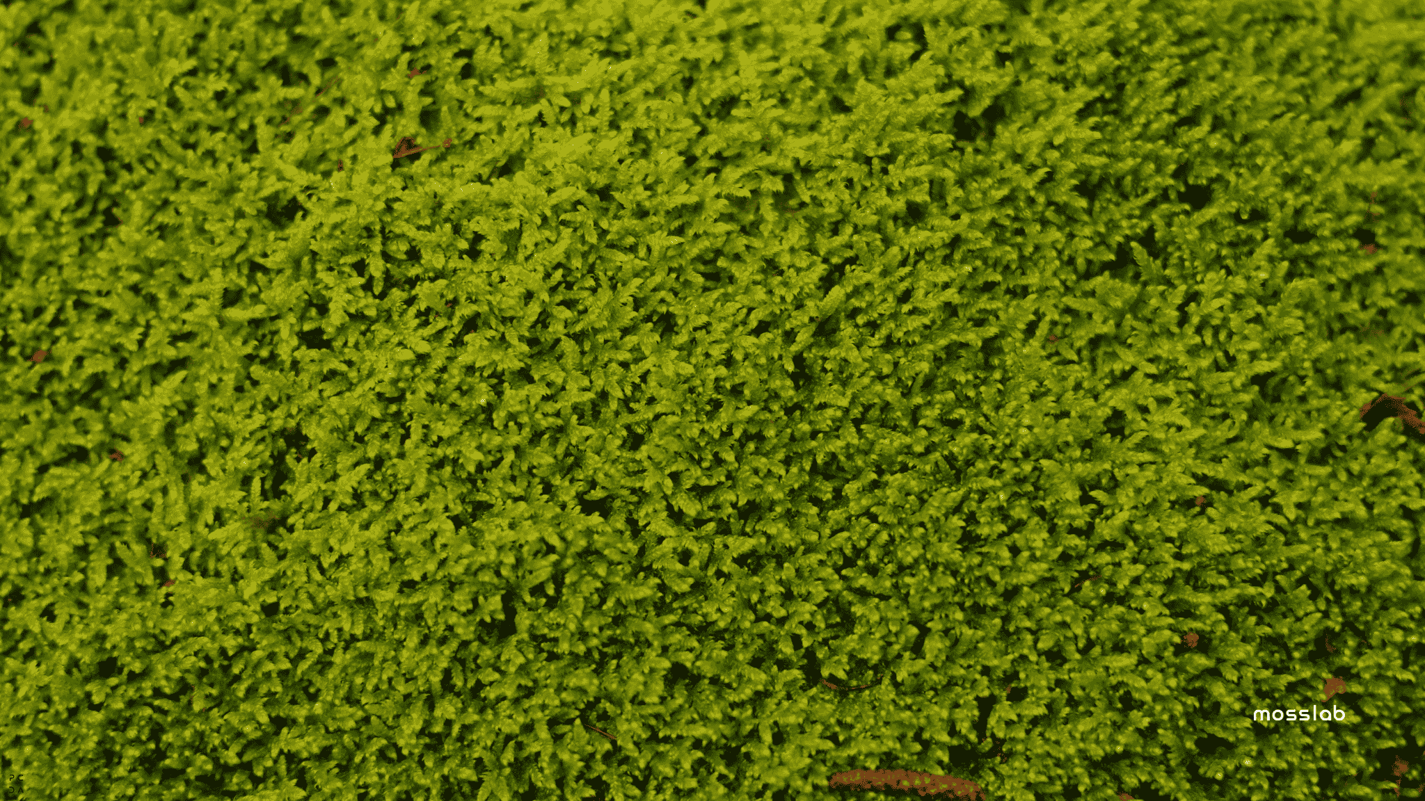 photo of moss filling the entire screen