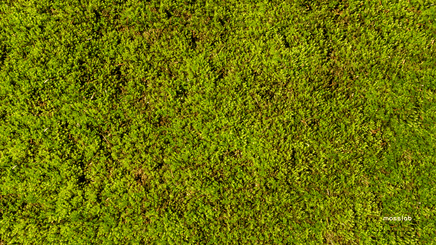 What exactly is a moss?