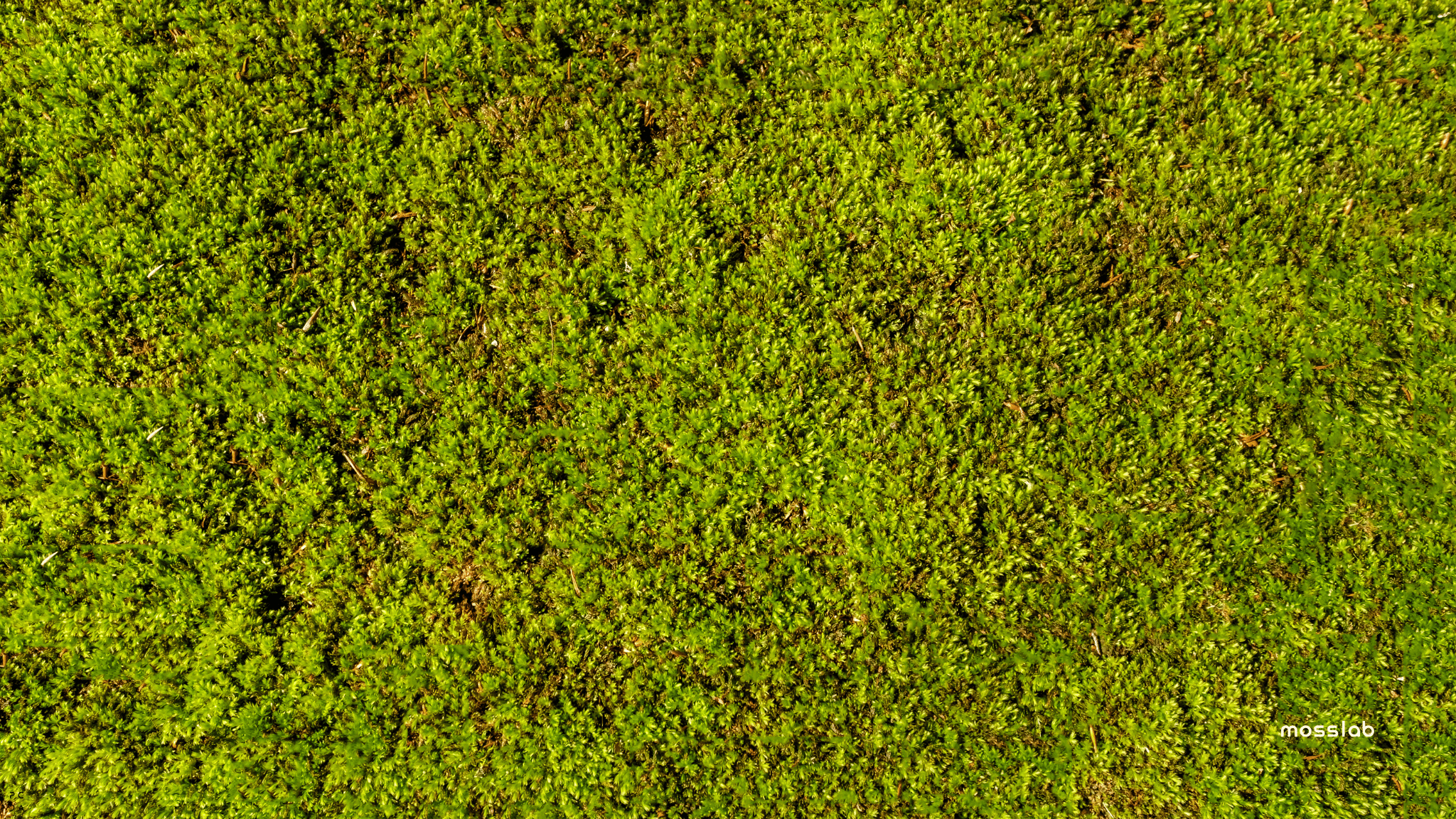 What exactly is a moss?