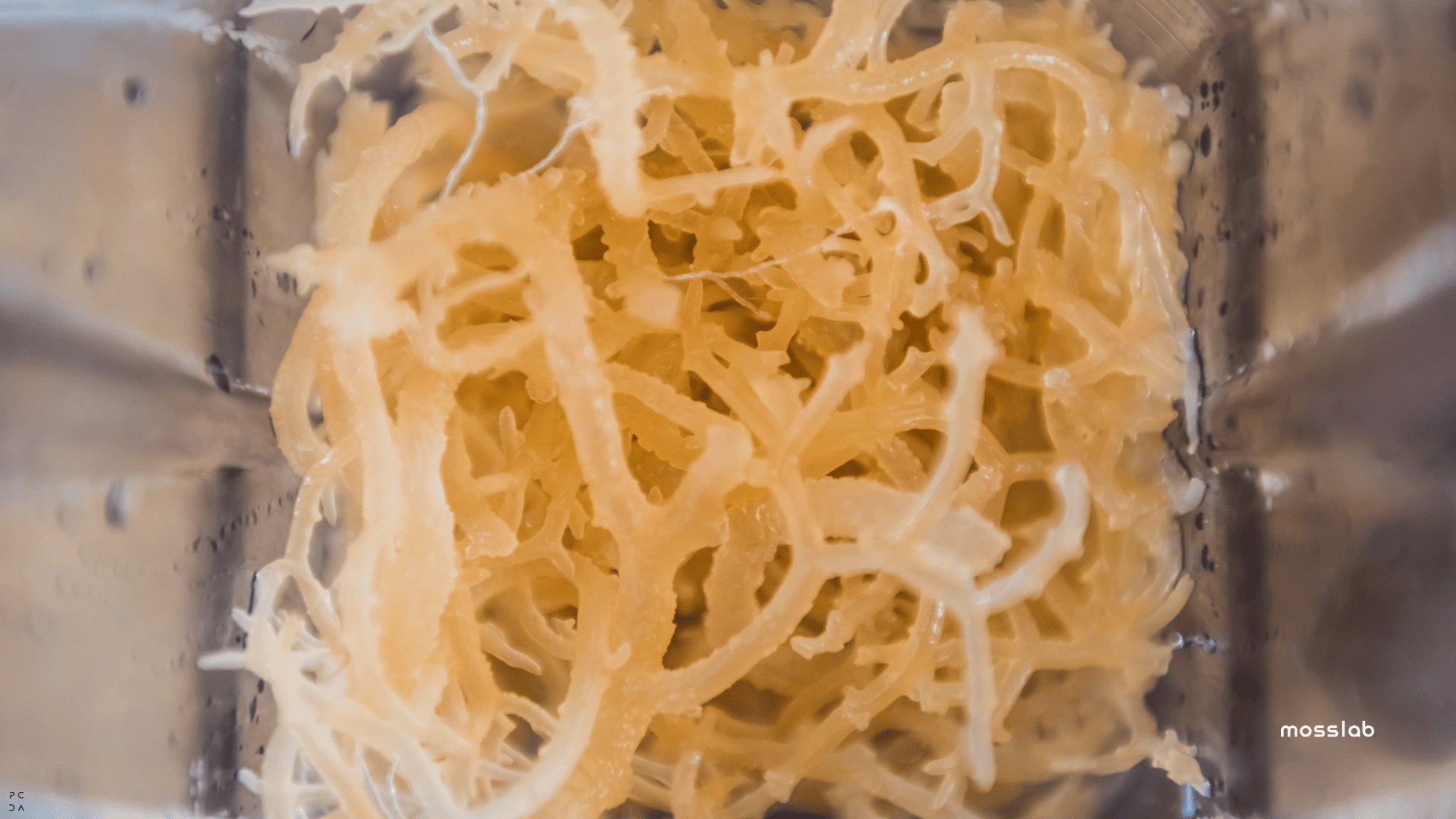 What Is Sea Moss Good For?