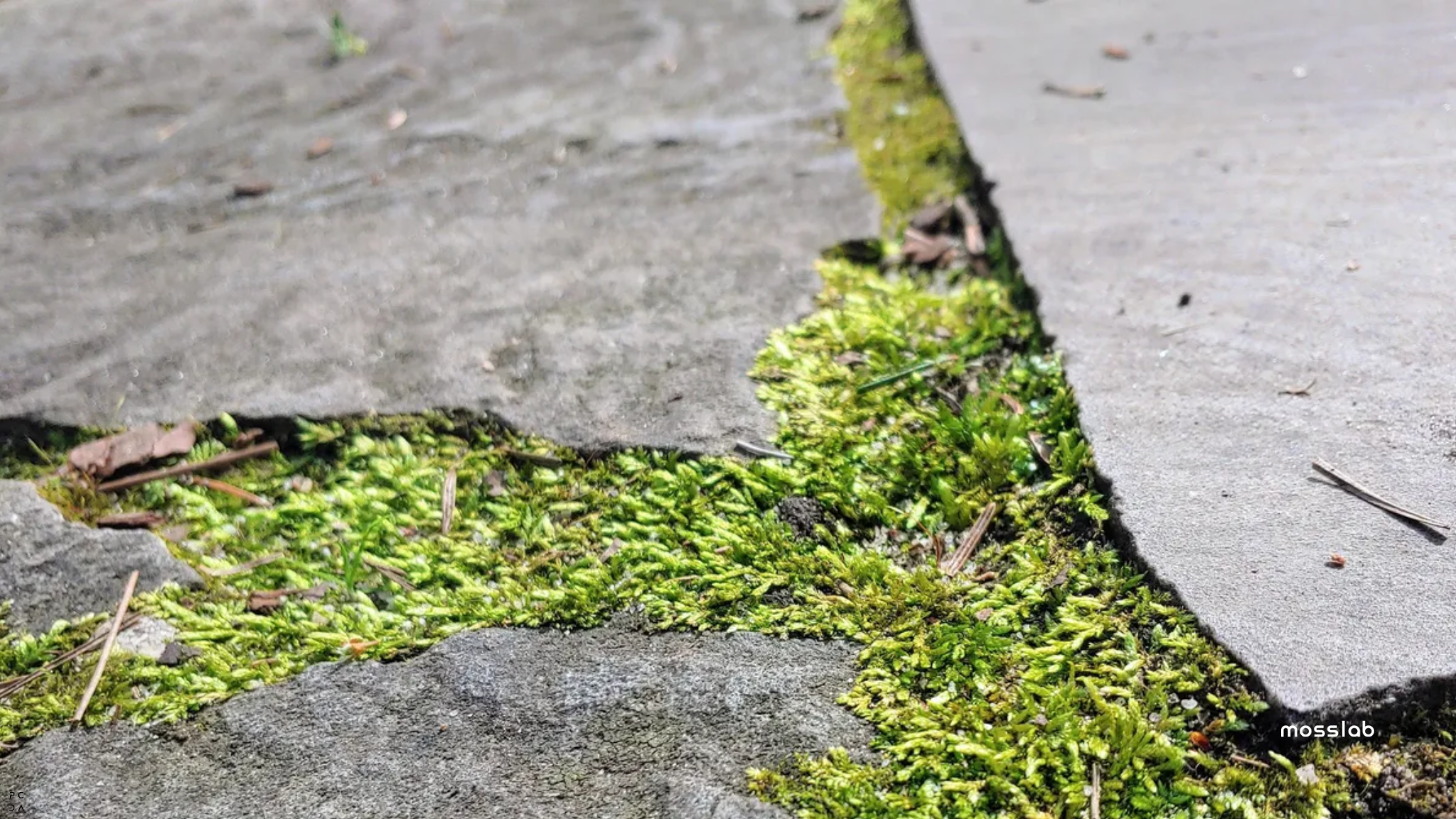 A photo of "mossy lawn" on the edge between concrete and grass, moss growing in the cracks of the sidewalk