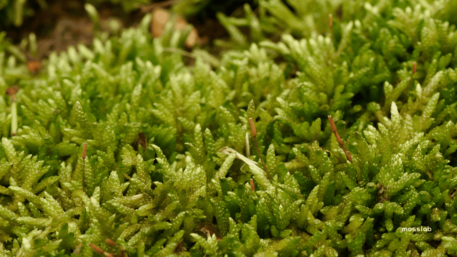 "Close-up view of vibrant green moss with textured leaves and small stems, showcasing a lush natural environment, with a 'mosslab' watermark in the bottom-right corner.