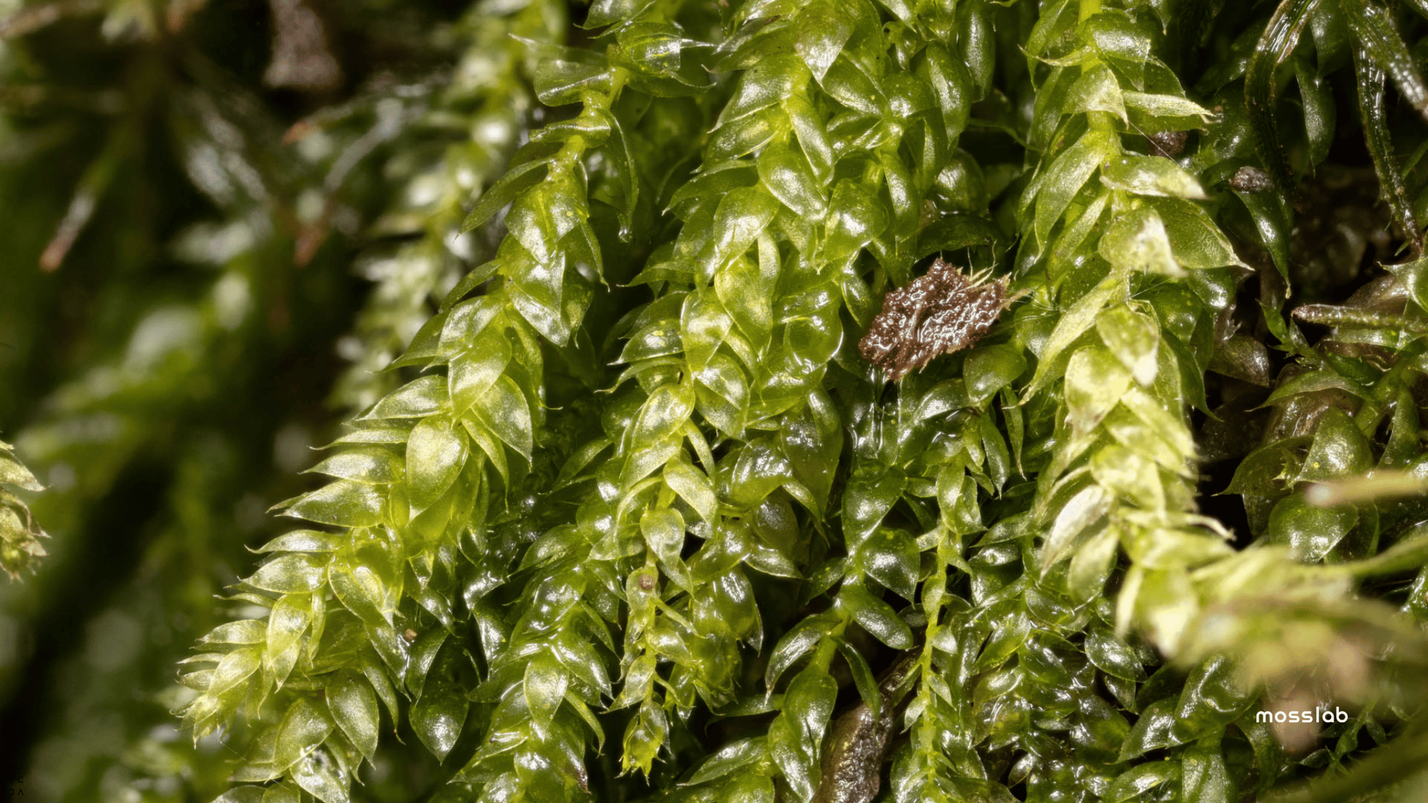 Macro shot of glossy green moss leaves with detailed textures and a small brown leaf fragment nestled within, emphasizing the vibrant and intricate natural pattern, with a 'mosslab' watermark in the bottom-right corner.