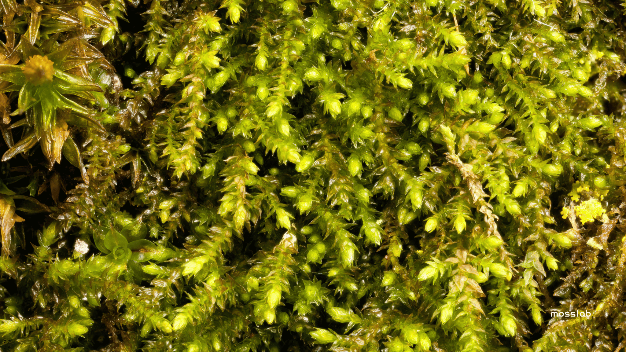 "Detailed close-up of lush green moss with small pointed leaves, highlighting the natural texture and vibrant hues, complemented by a 'mosslab' watermark in the bottom-right corner.