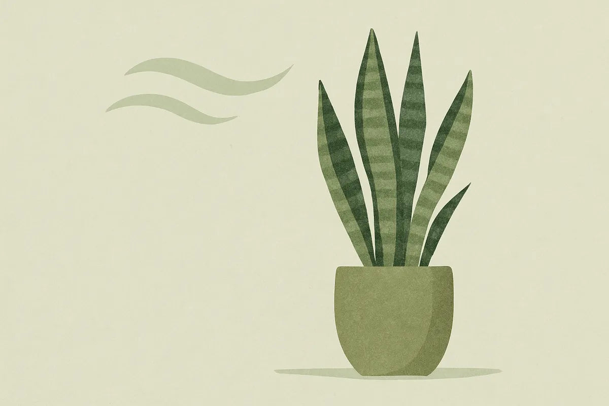 Snake Plant and Clean Air: How This Hardy Houseplant Improves Indoor Air Quality - illustration