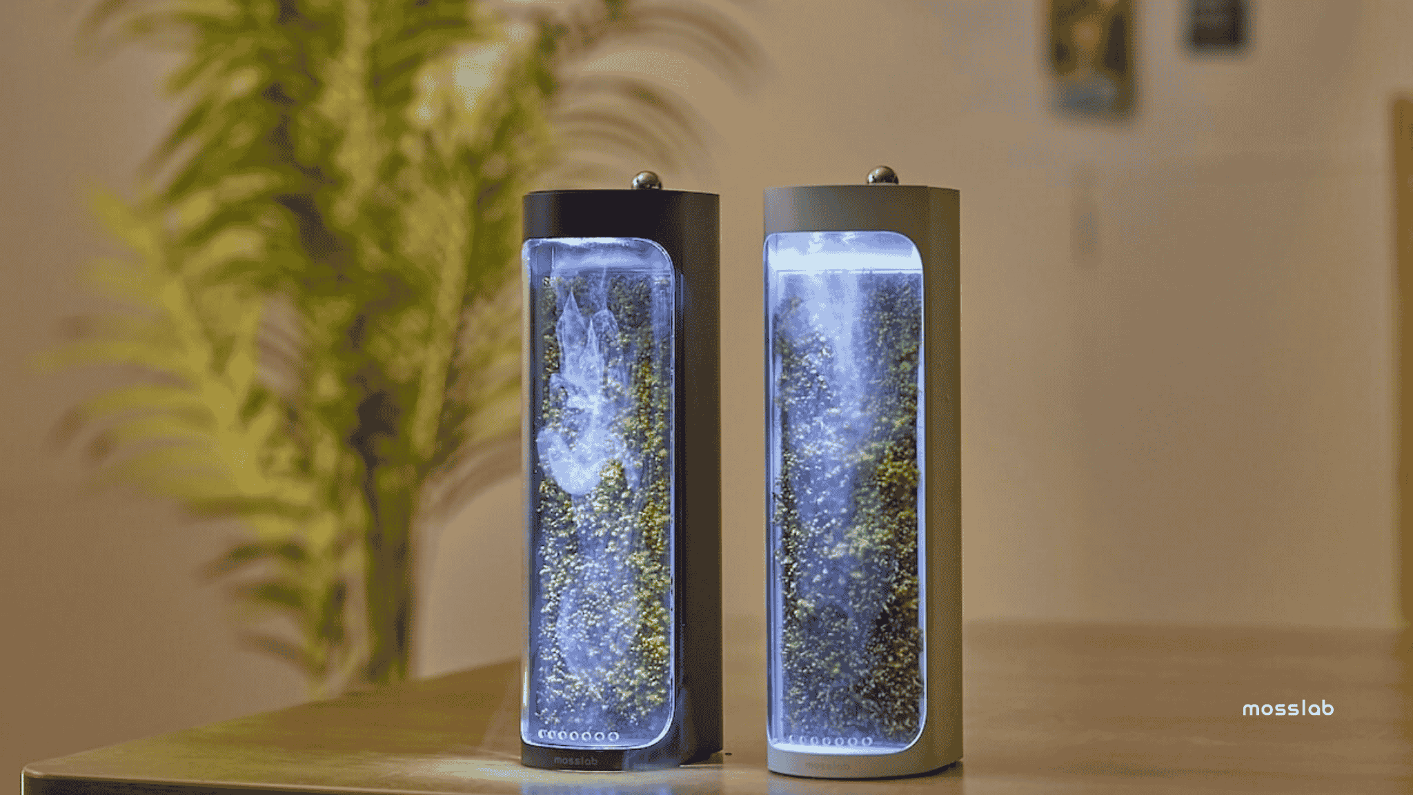 Two moss-based air humidifiers with glowing LED lights, placed on a wooden surface.