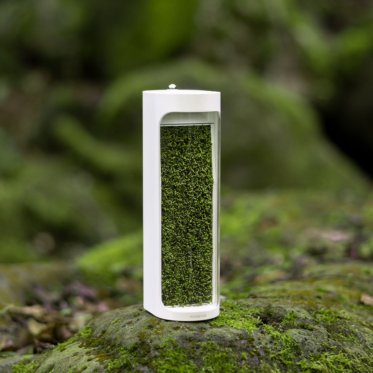 Moss Air - Add Calm with Living Moss